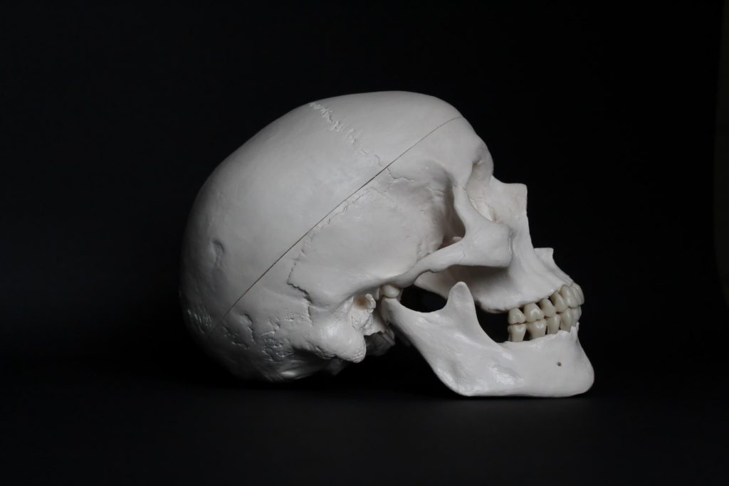 photo of human skull model